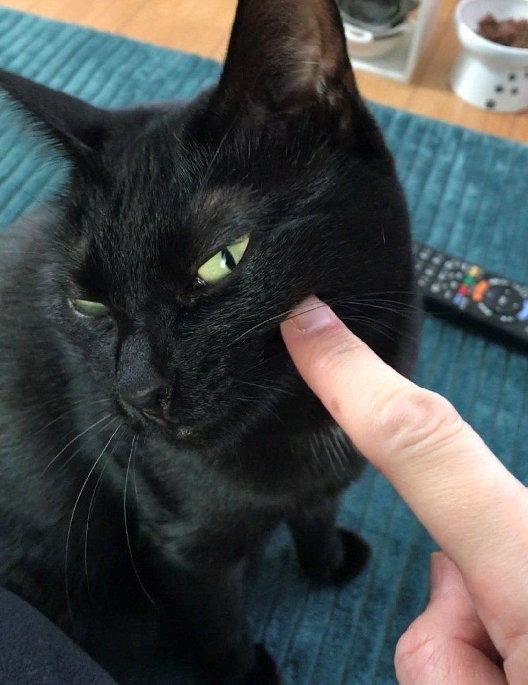 猫がすりすりしてくるのはなぜ その心理と原因を解説 ねこのきもちweb Magazine 猫がすりすりしてくるのはなぜ その心理と原因を解説 ねこのきもちweb Magazine