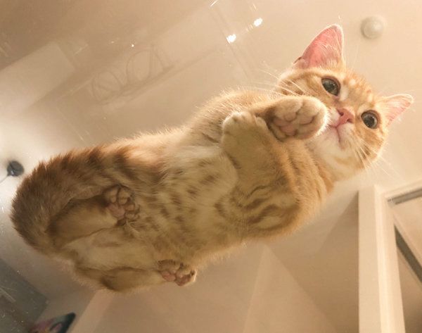 テーブルに寝そべるマンチカン