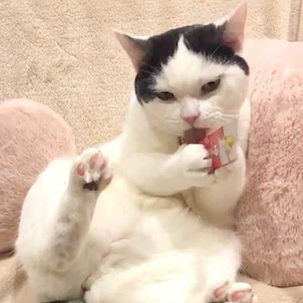 ちゅ〜る大好きな猫