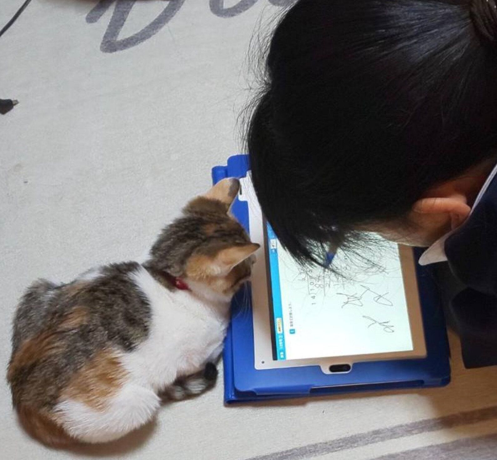 勉強中の娘さんを見守るテンちゃん