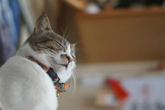 ありがたいお顔をするキジトラ