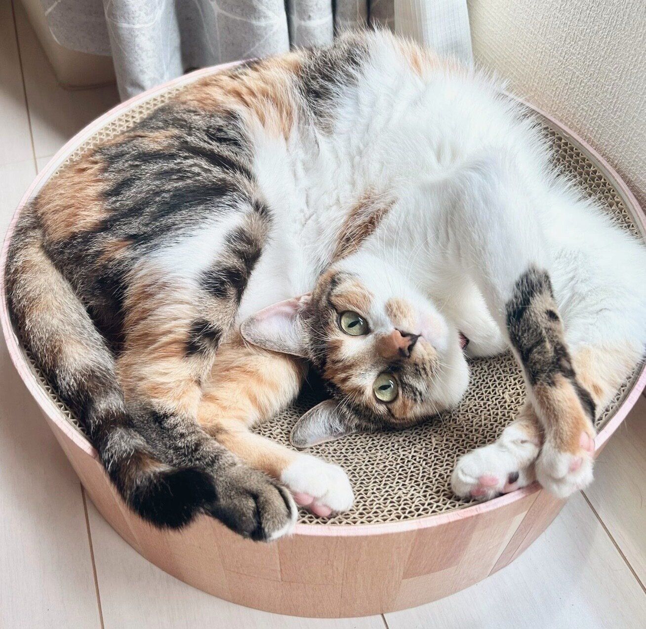 可愛らしいポーズをするこはくちゃん