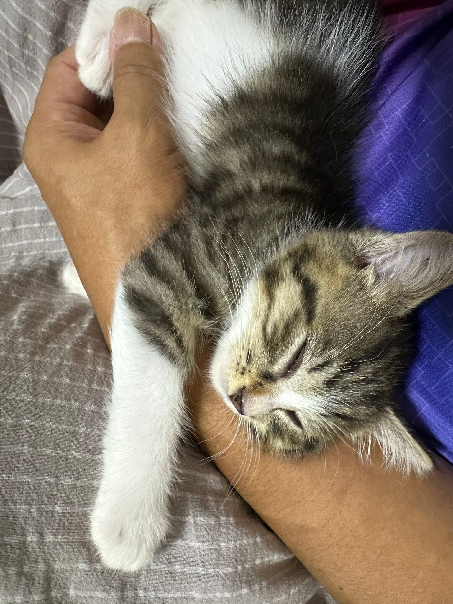 抱きかかえられるサクラちゃん