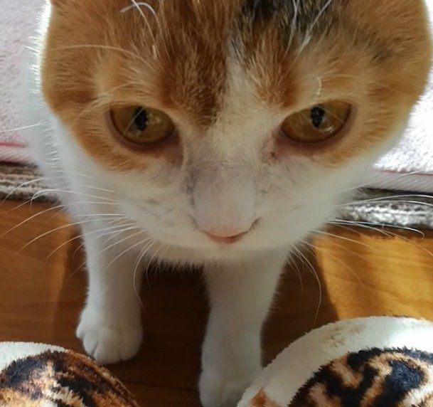 膝に乗りたい、うずらちゃん