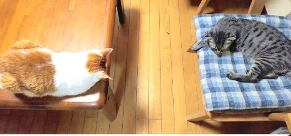 くつろぐはるおちゃんとマルちゃん