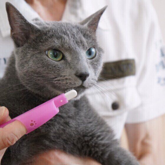 歯磨きをするルナちゃん