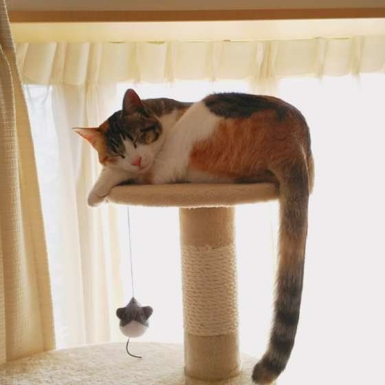 長いしっぽのMIXミケ