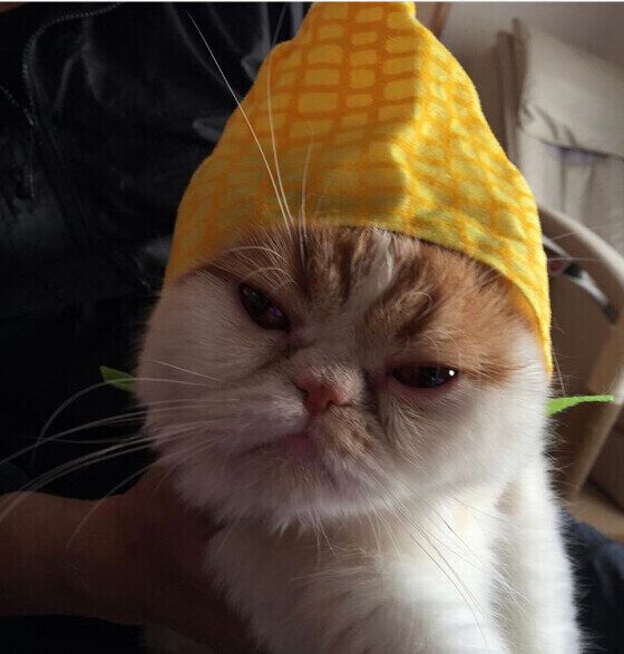 トウモロコシ柄の帽子をかぶって不機嫌そうな顔が丸いエキゾチックショートヘア