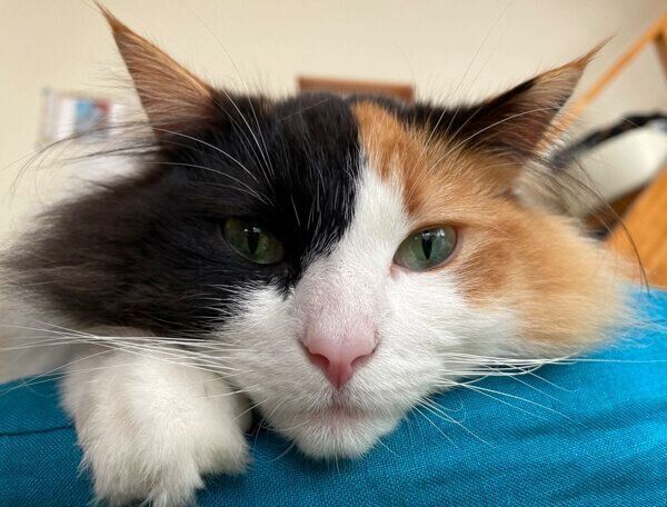 見つめる羽留ちゃん