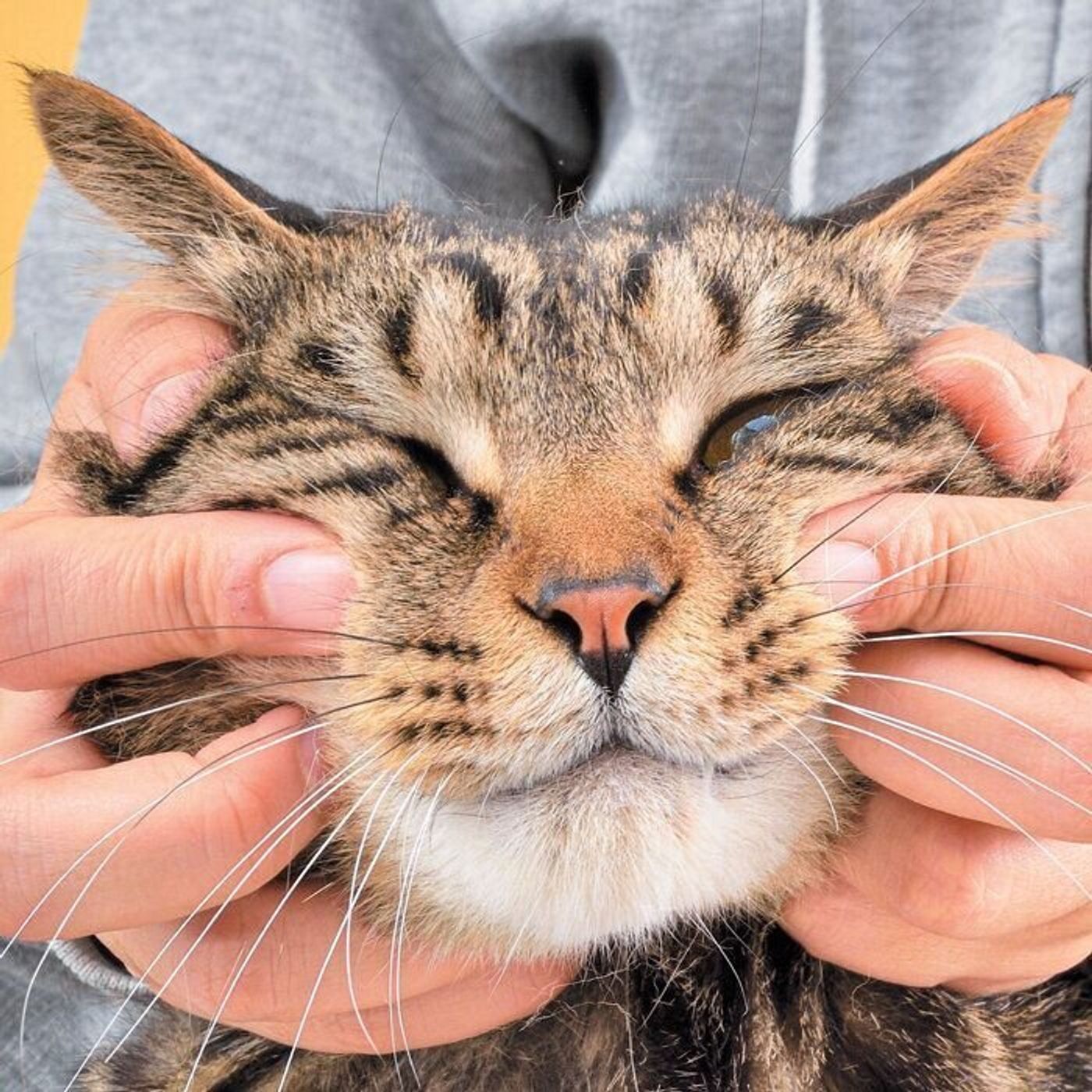 歯周病を予防しよう 健康維持のための猫の歯磨きのコツ ねこのきもちweb Magazine 歯周病を予防しよう 健康維持のための猫の歯磨きのコツ ねこのきもちweb Magazine