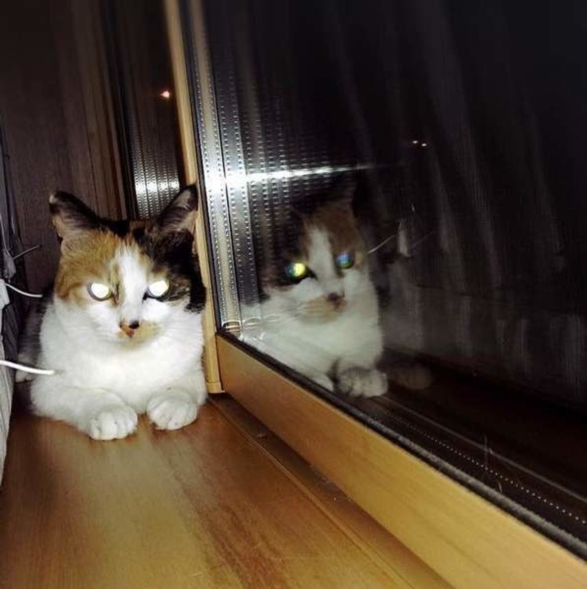 猫の瞳が ピカーン となるワケを知っていますか ねこのきもちweb Magazine 猫の瞳が ピカーン となるワケを知っていますか ねこのきもちweb Magazine