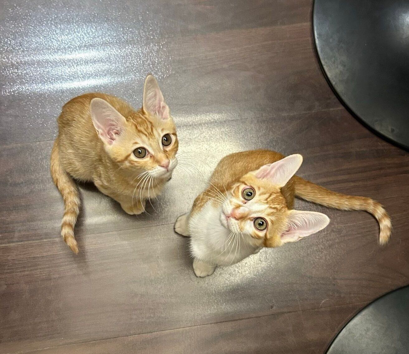 お迎え当時のモルトくん、ホップくん。