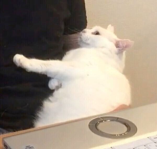 パパさんを信用しきっている猫ちゃん