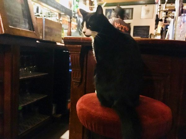 看板猫・チャーチル