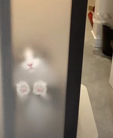 ドアの外にいる猫