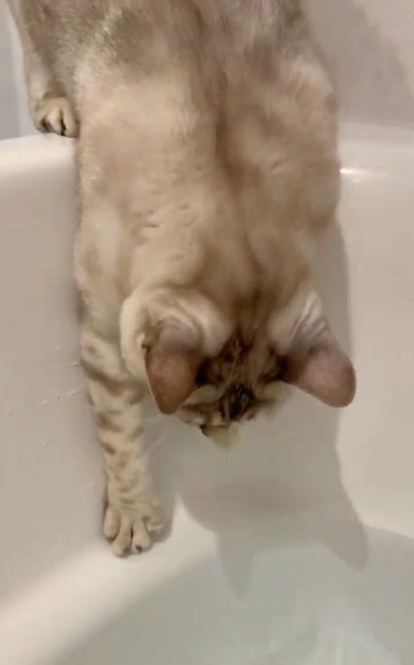 お湯を触ろうとするレオちゃん