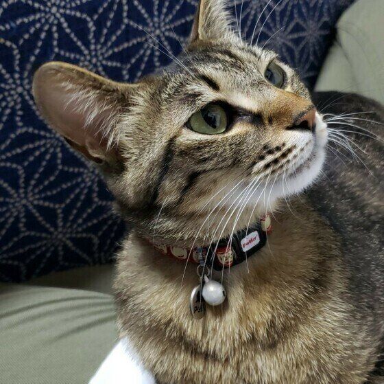 猫が本能的に好きな音と嫌いな音があった 経験での好き嫌いも ねこのきもちweb Magazine