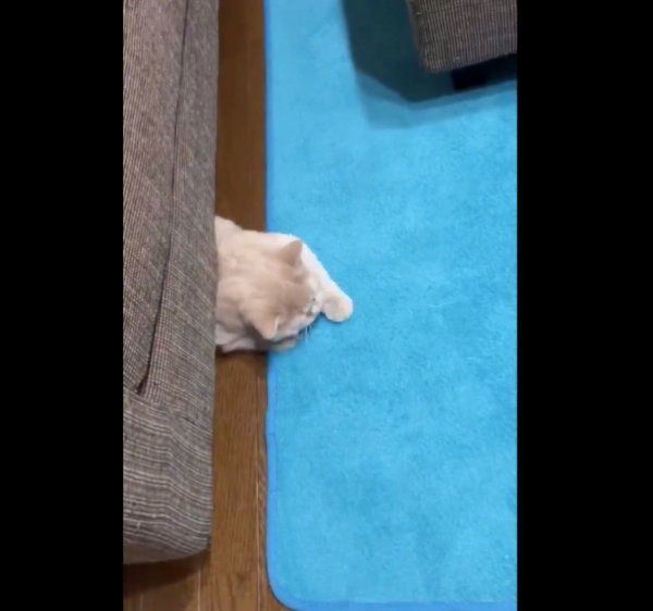 ブリティッシュショートヘアのみかんちゃんとぽてとちゃん