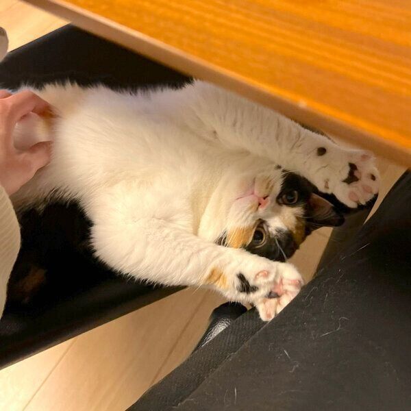 椅子と同化するおあげちゃん