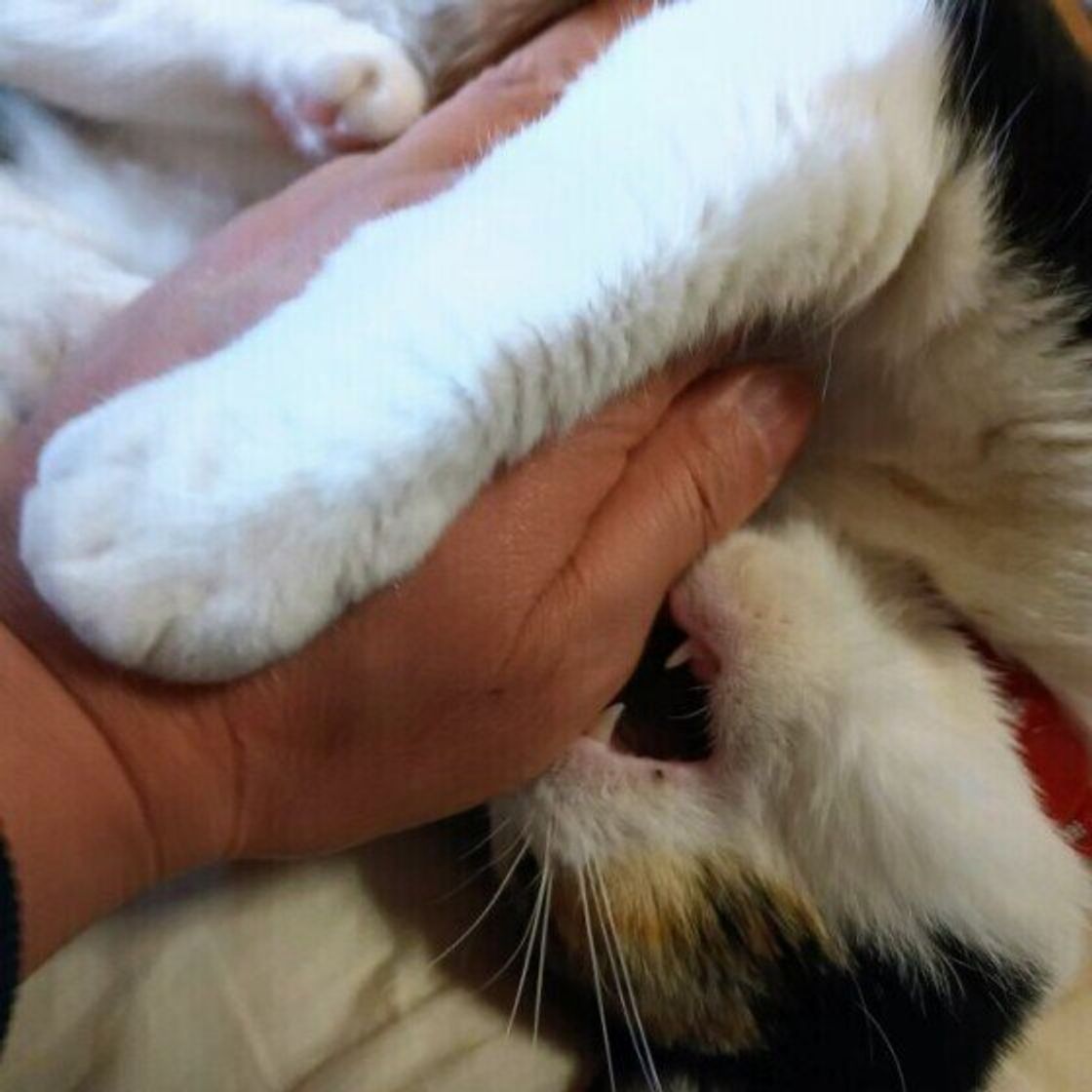 猫に噛まれたときの間違った対応は 怒ったり抵抗するのは逆効果だった ねこのきもちweb Magazine 猫に噛まれたときの間違った対応は 怒ったり抵抗するのは逆効果だった ねこのきもちweb Magazine