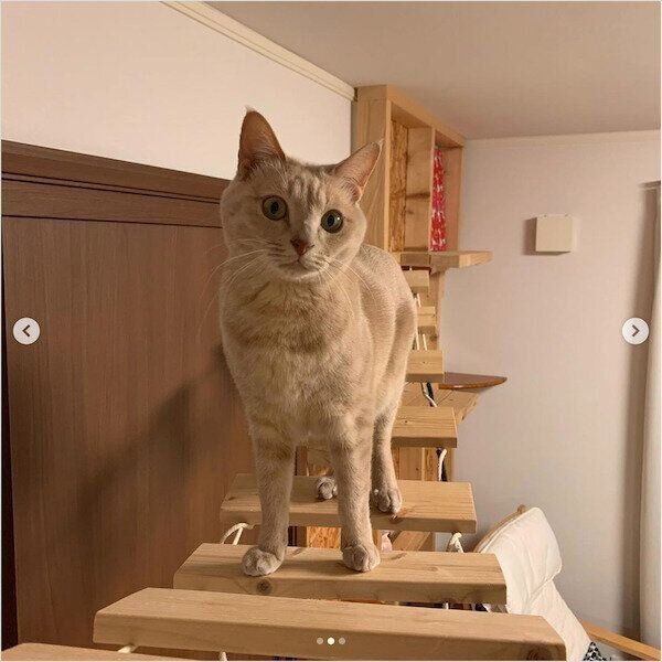 DIYキャットウォーク