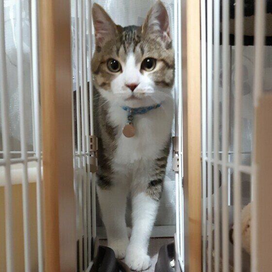 キジトラ猫の虎太郎くん