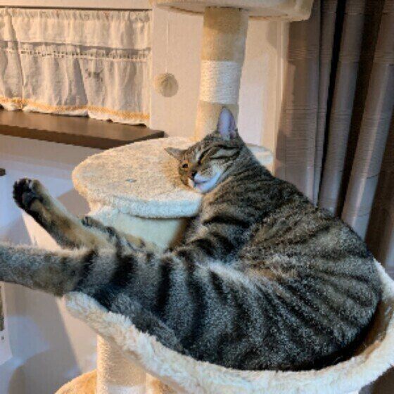 キジトラ猫のにゃんtaちゃん