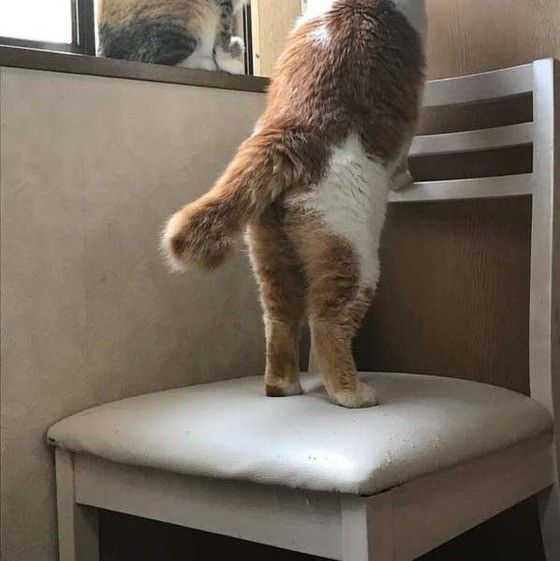 ミックス猫のしっぽ