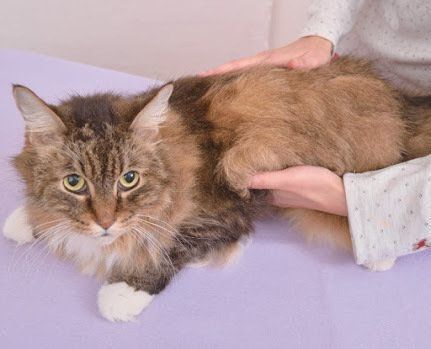 お腹を触られている猫