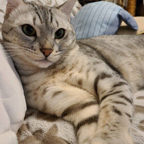 飼い主に手を添えるエジプシャン・マウ