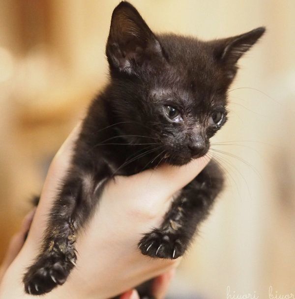 黒猫の月ちゃん