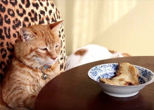 においをいただくニャンコ