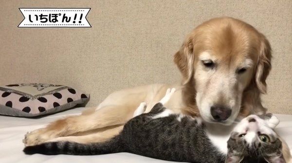 されるがままの猫