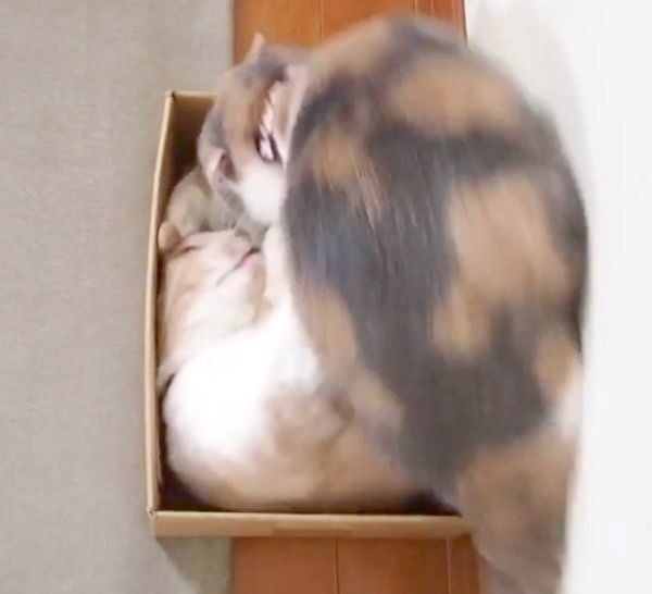 ネネちゃんに飛びかかるララちゃん