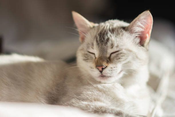 目を閉じて休む若いメス猫