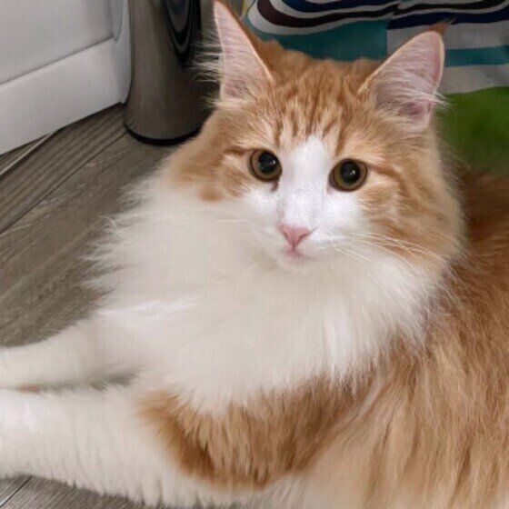 手を伸ばして座るノルウェージャンフォレストキャット