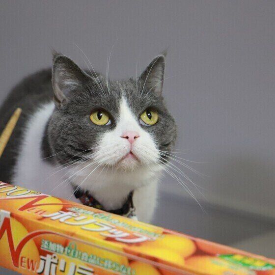 見上げるブリティッシュショートヘア