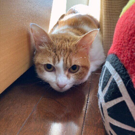 警戒するニコルちゃん（MIX）