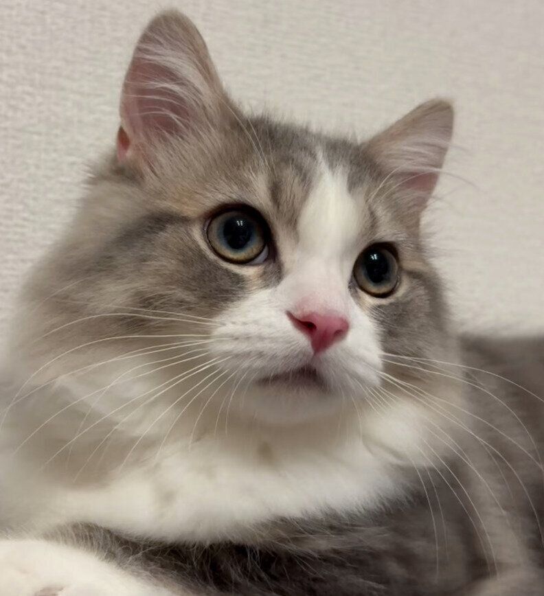 現在の霖くん