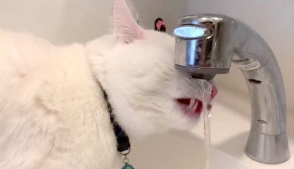 お水を飲むハク様