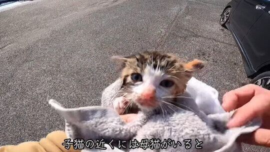 保護当時のうみちゃん