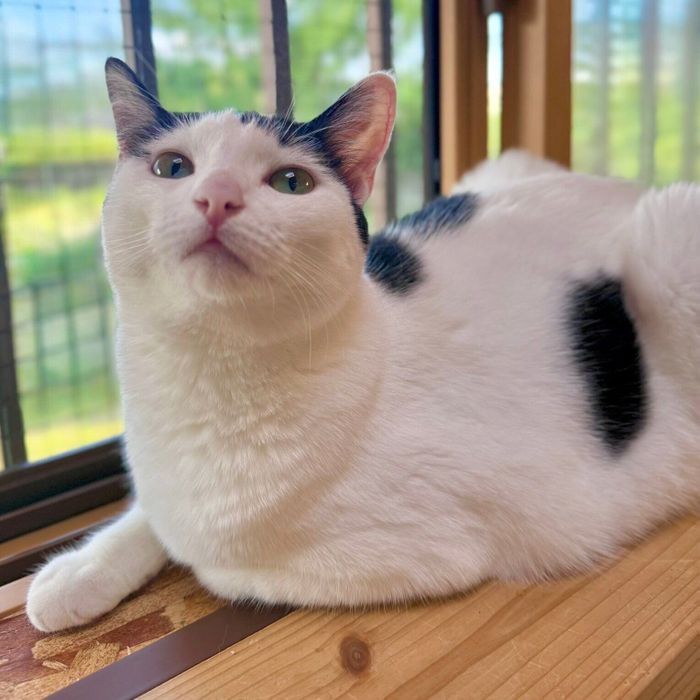 窓辺でくつろぐおだんごちゃん