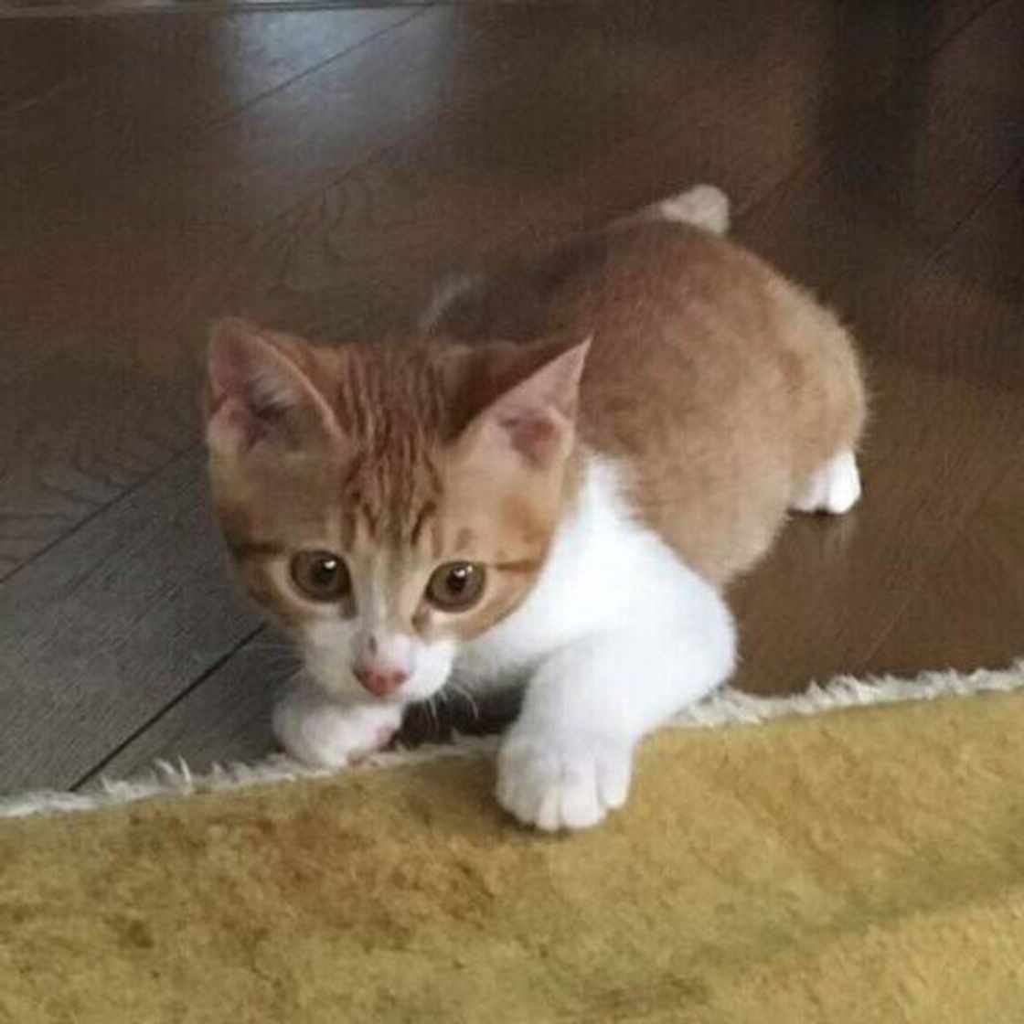しっぽ の動かし方には意味がある 6つの動きからわかる猫のキモチ ねこのきもちweb Magazine しっぽ の動かし方には意味がある 6つの動きからわかる猫のキモチ ねこのきもちweb Magazine