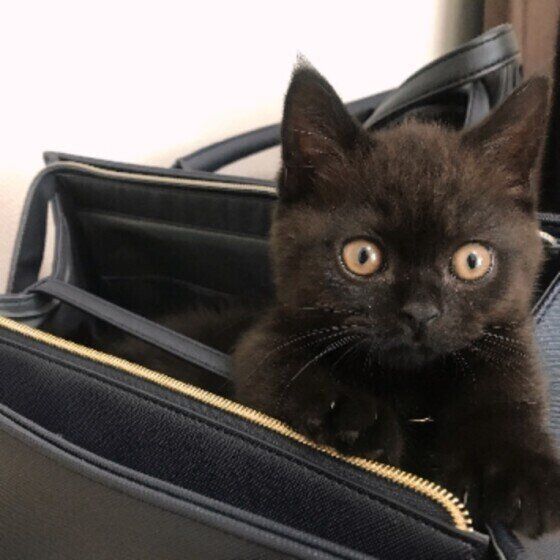 見つめるマンチカン