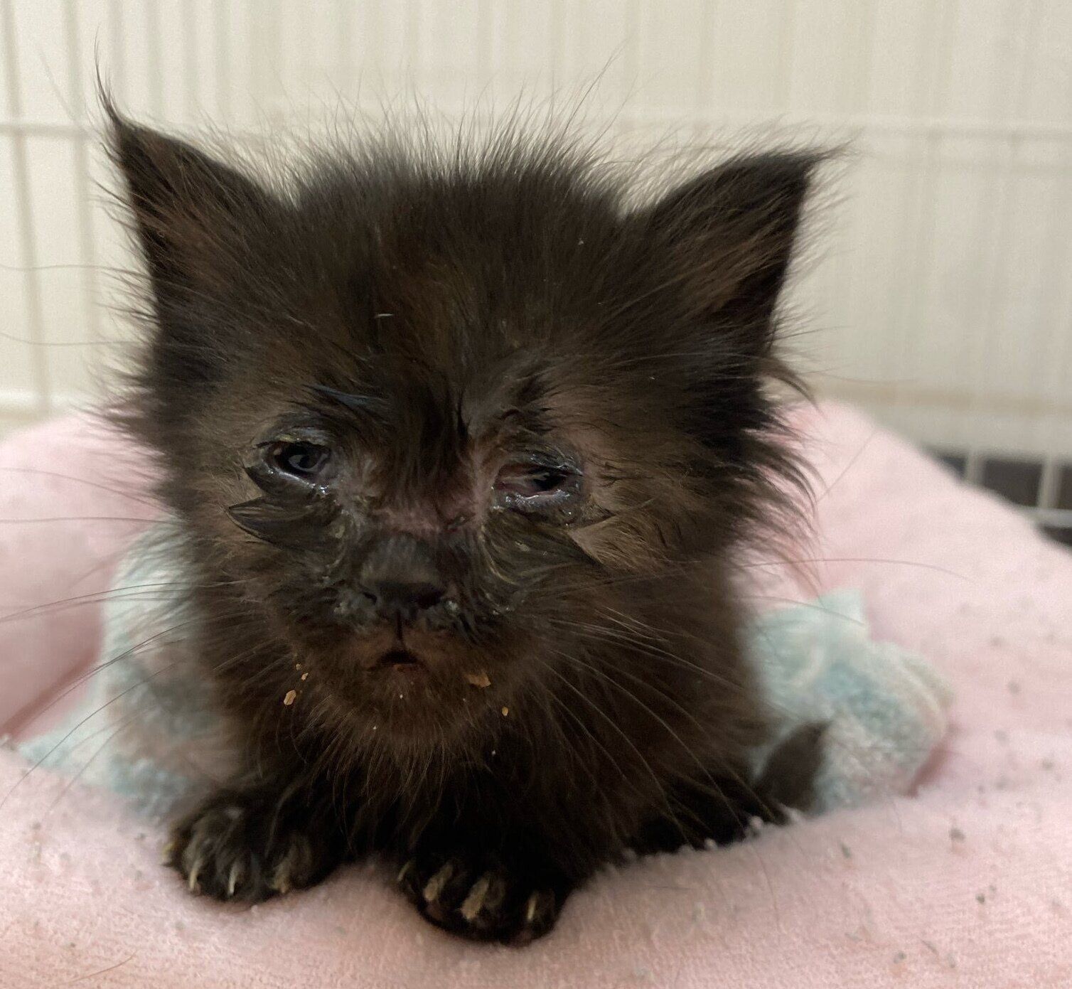 保護した直後のくまちゃん