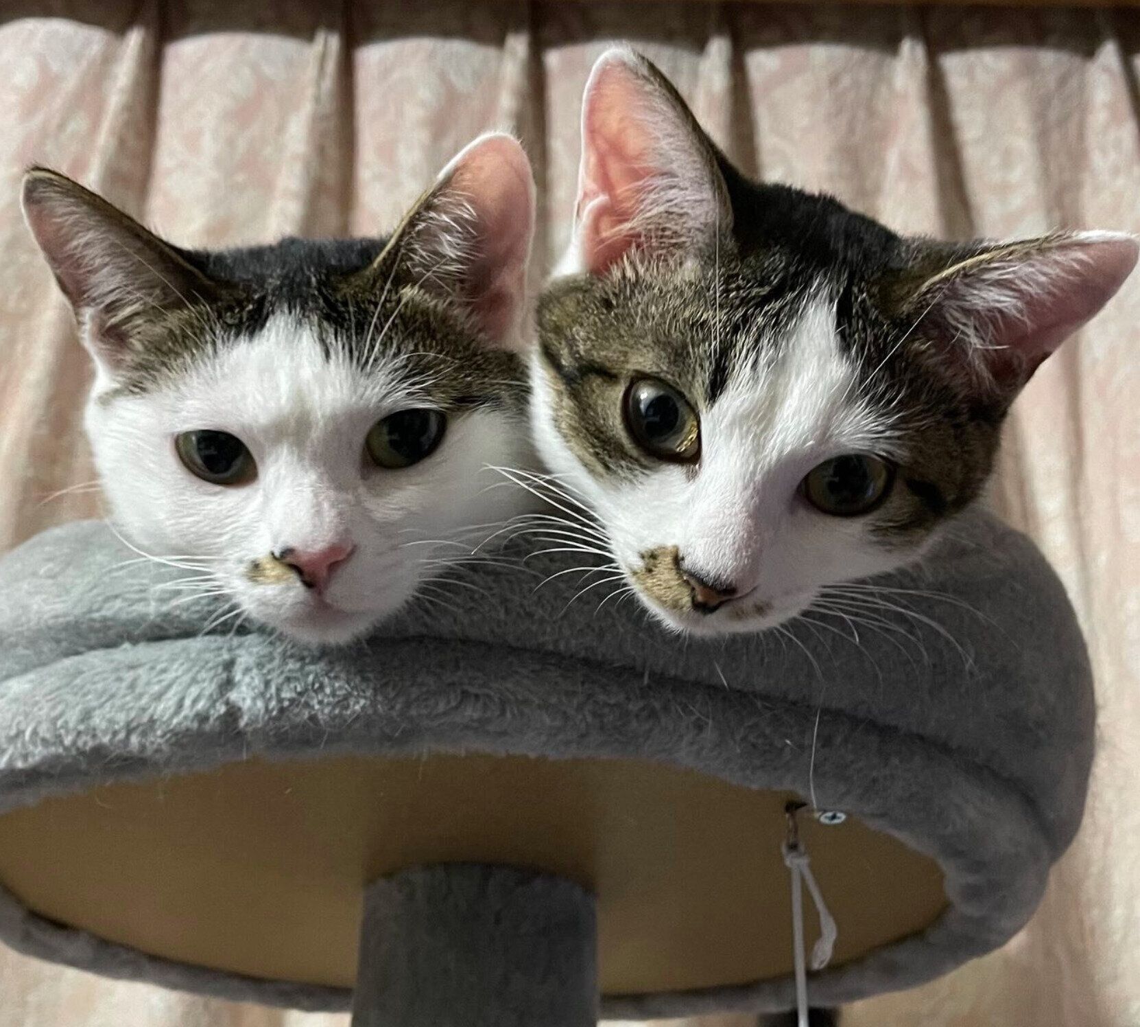 仲良しなメルちゃん、みーちゃん