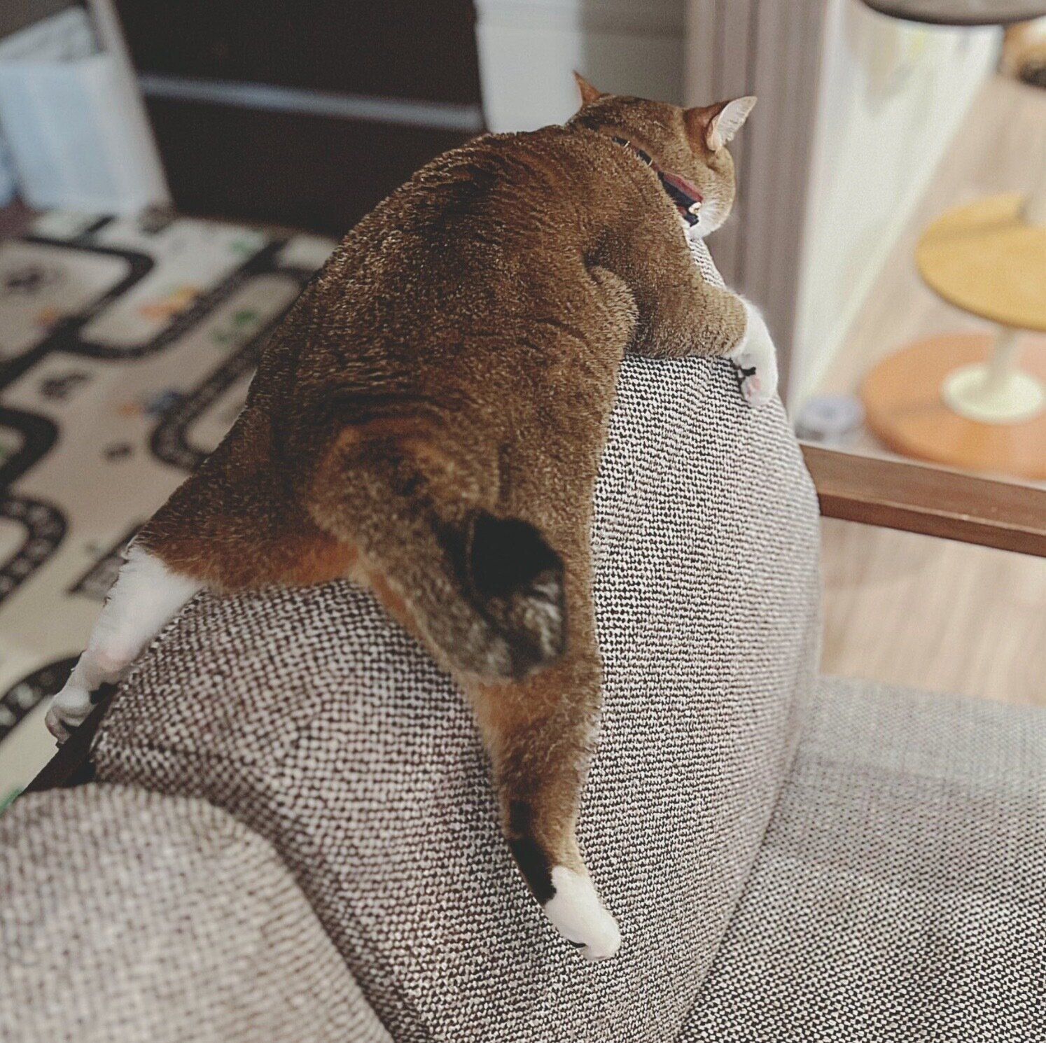 ソファの背もたれの部分でくつろぐおこめちゃん