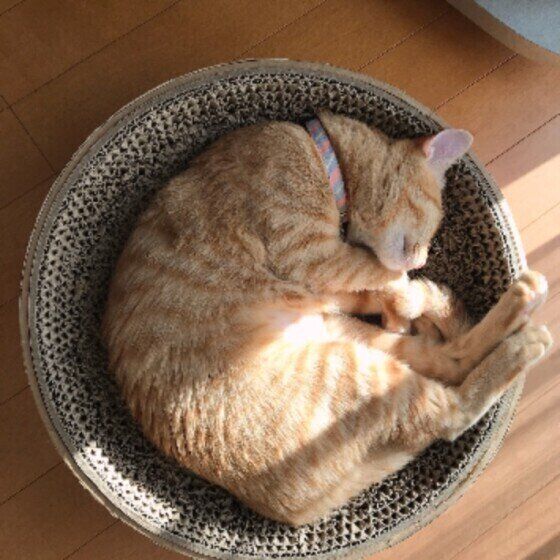 MIX茶トラのふうちゃん