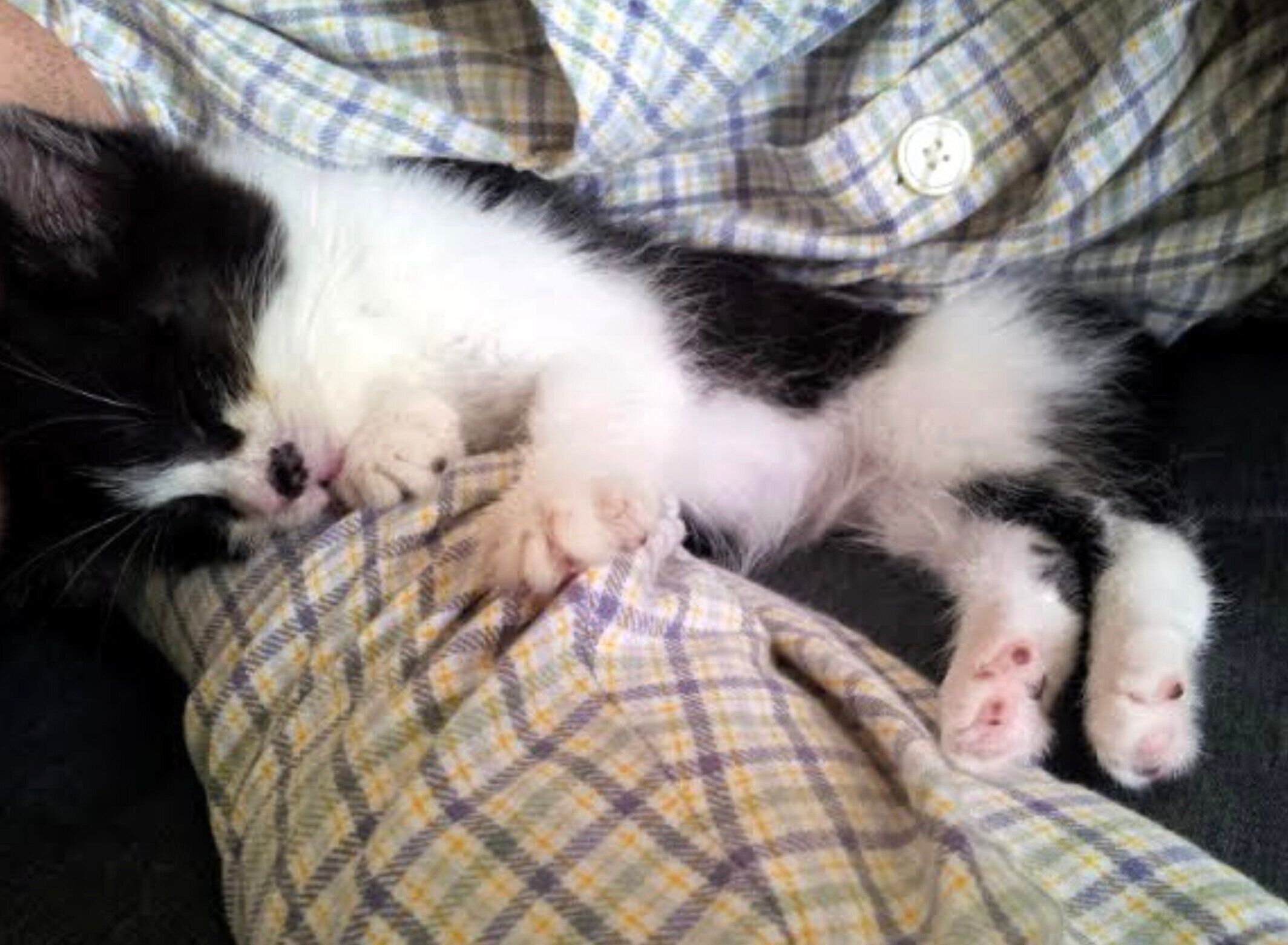 腕枕が好きな子猫のちくわちゃん