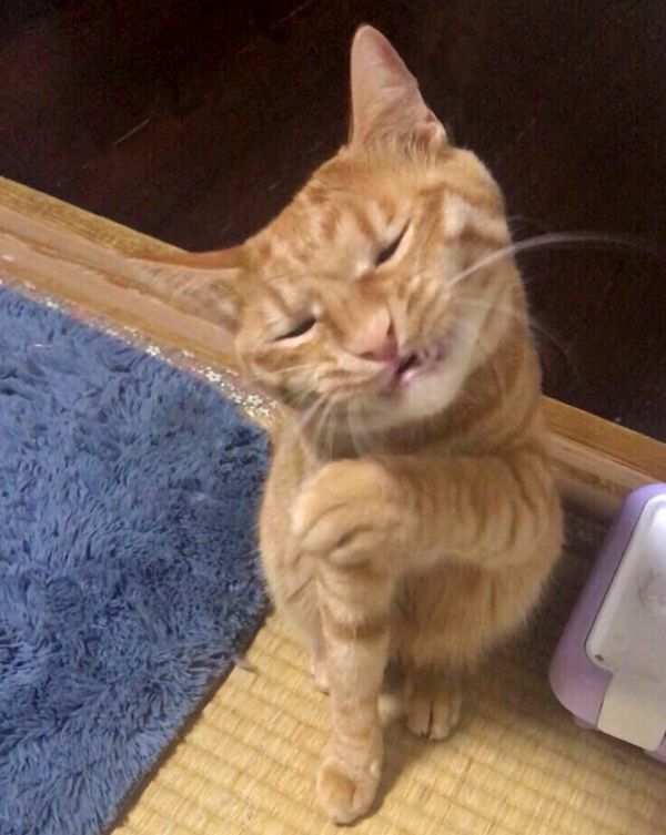 ヤンキーの表情を見せる猫